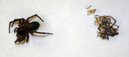 Live spider with remains of the other specimens it ate. Live spider with remains of the other specimens it ate.
