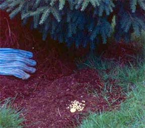 Black vine weevil larvae