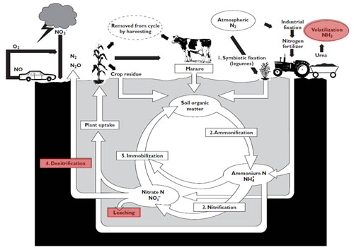Nitrogen Cycle Nitrogen Cycle