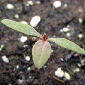 Redroot pigweed Redroot pigweed