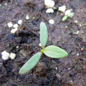 Ladysthumb Ladysthumb