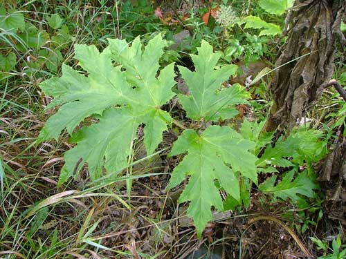 Giant hogweed