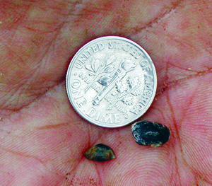 Sclerotia of Sclerotinia sclerotiorum  Sclerotia of Sclerotinia sclerotiorum