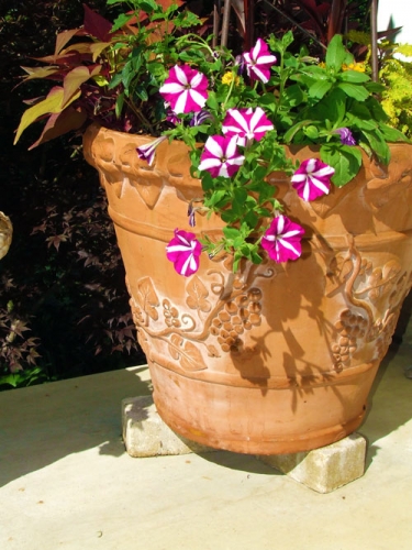 Earwig Control Earwig Control