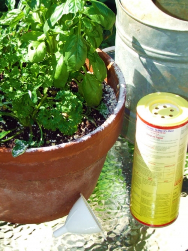 Earwig Control Earwig Control