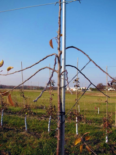 UV light-sensitive bands UV light-sensitive bands