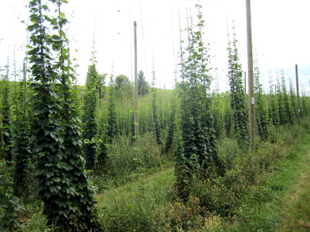 Hop development