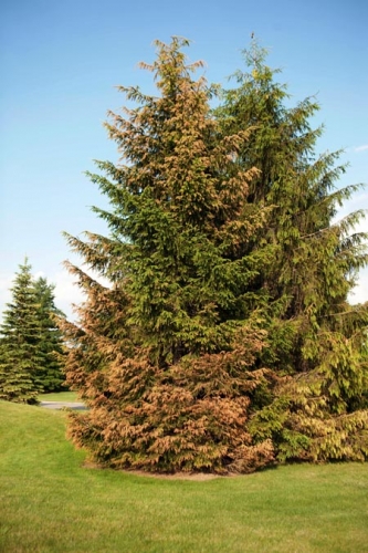 Suspected Imprelis injury on Norway spruce Suspected Imprelis injury on Norway spruce