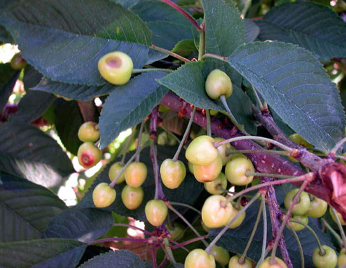 Fruit spots Fruit spots