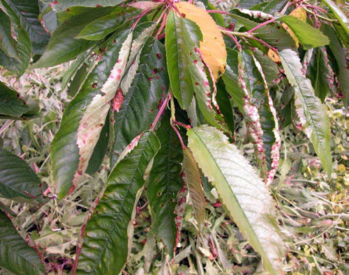 leaf spotting leaf spotting