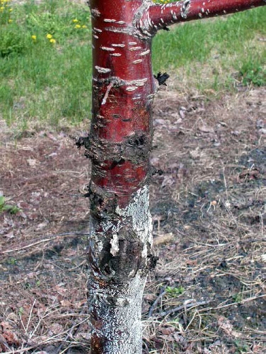 Dead bud symptom Dead bud symptom