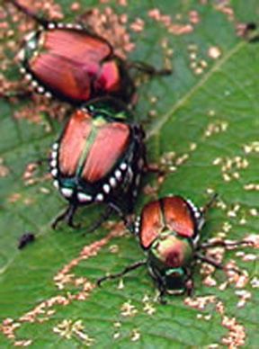 Japanese Beetle Japanese Beetle