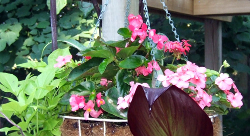 'Dragon Wing' Begonia 'Dragon Wing' Begonia