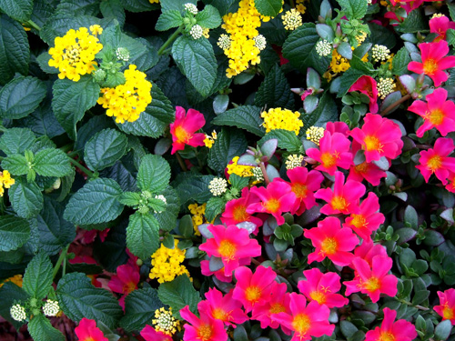 Portulaca 'Hot Spot' Portulaca 'Hot Spot'