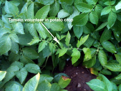 Tomato volunteer in potato crop Tomato volunteer in potato crop