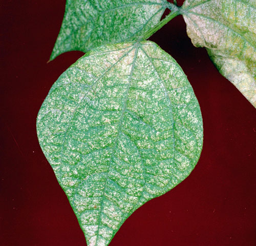 spider mite injury spider mite injury