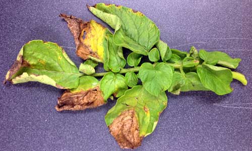 Leaflet lesions Leaflet lesions