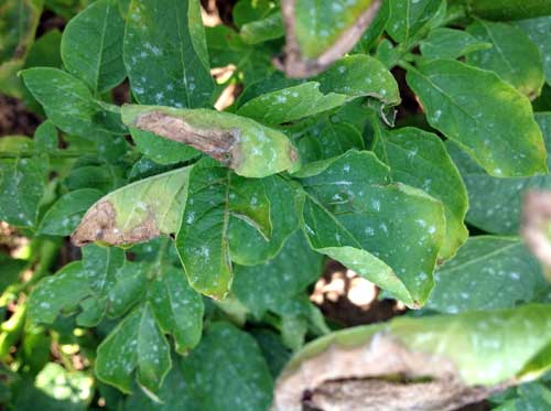 Petiole lesions Petiole lesions