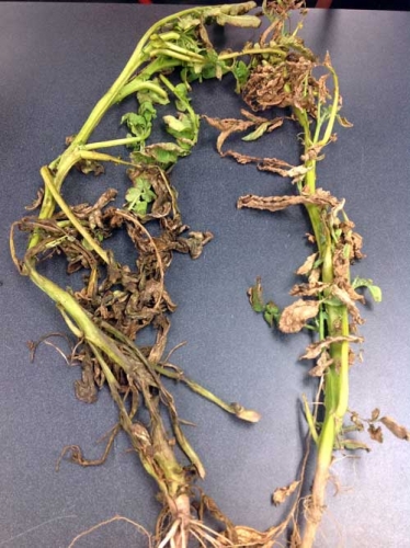 Stem lesions on potato Stem lesions on potato