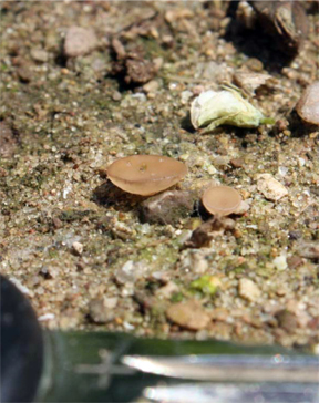 Mushrooms with key for scale