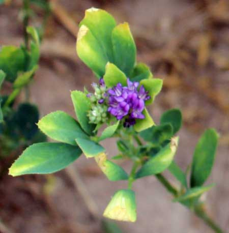 Hopper burn Hopper burn