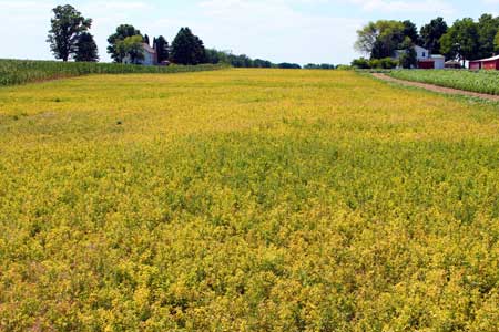 Stunted and yellow alfalfa field Stunted and yellow alfalfa field