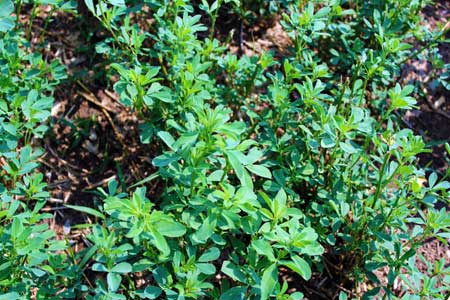 Hopper burn not yet obvious Hopper burn not yet obvious