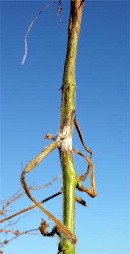 Infected soybean stem Infected soybean stem