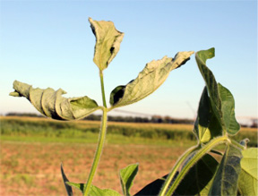 Initial wilting symptoms Initial wilting symptoms