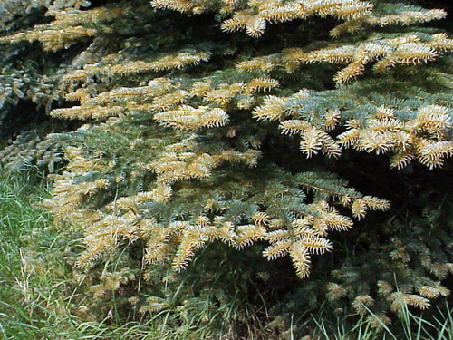 Spruce needle rust foliage Spruce needle rust foliage