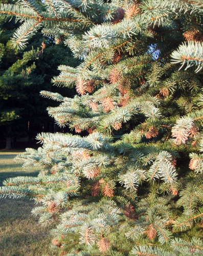 Cooley spruce adelgid on a blue spruce Cooley spruce adelgid on a blue spruce