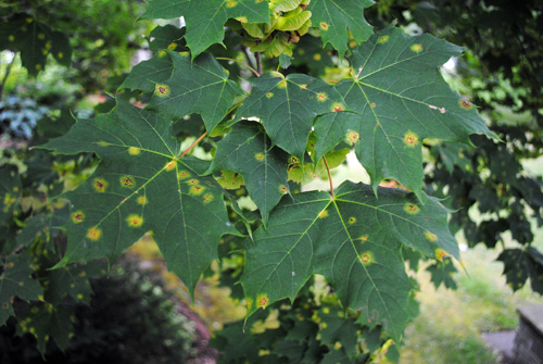 Current symptoms Current symptoms