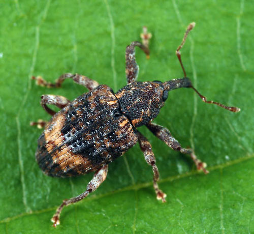 butternut curculio butternut curculio