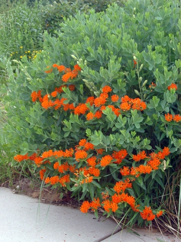 Butterfly weed and False Indigo Butterfly weed and False Indigo