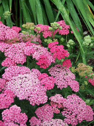 Yarrow Yarrow
