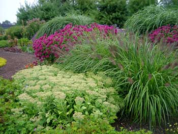 Grasses, Sedum and Monarda brighten up this landscape Grasses, Sedum and Monarda brighten up this landscape