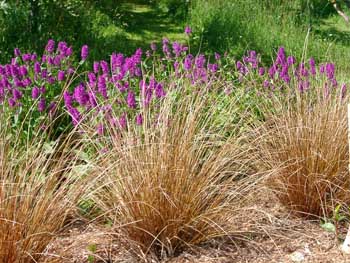 Red Rooster Red Rooster