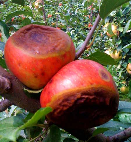 Bitter rot Bitter rot