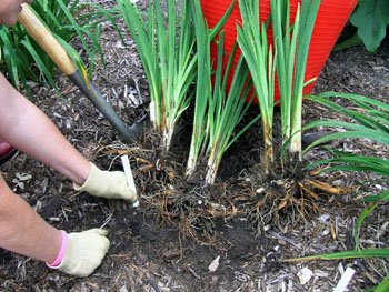 Replant smaller division Replant smaller division