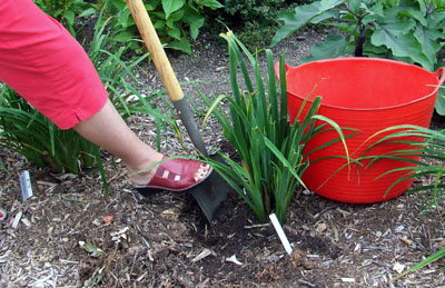 Lift whole clump and shake off soil Lift whole clump and shake off soil