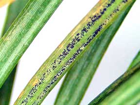 Rhizosphaera fruiting bodies Rhizosphaera fruiting bodies