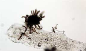 Stigminia sporodochium Stigminia sporodochium