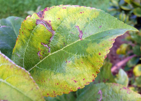 Pink Lady leaf yellowing Pink Lady leaf yellowing