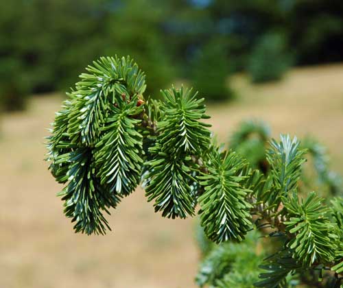 Droopy leader Droopy leader