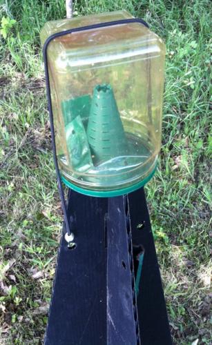 brown marmorated stink bug trap