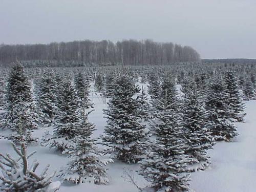 Christmas Tree Farm