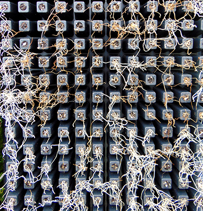 Underside of a celery flat with rotted roots coming out.