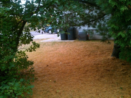 Fall accumulation of white pine needles in side yard Fall accumulation of white pine needles in side yard