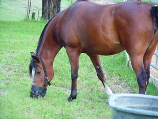 This mare's pasture consumption is carefully managed with a grazing muzzle. This mare's pasture consumption is carefully managed with a grazing muzzle.