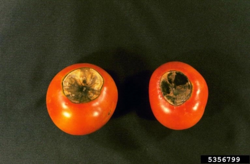 Blossom-end rotted tomatoes. Blossom-end rotted tomatoes.